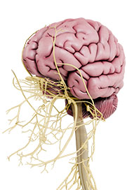 Neuro Anatomy
