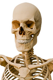 Osteology