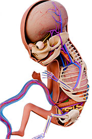 Embryology