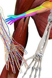 Upper Limb