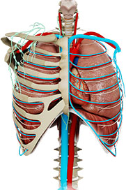 Thorax