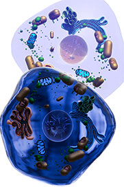 Cell Physiology